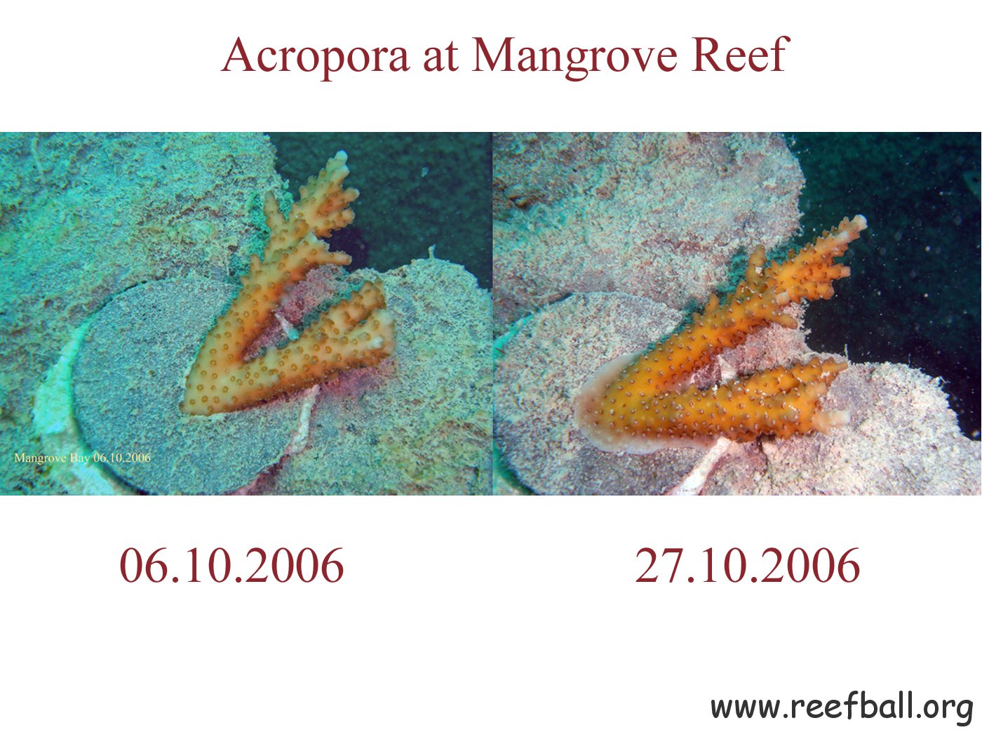 Mangrove Reef 27.10.2006 4