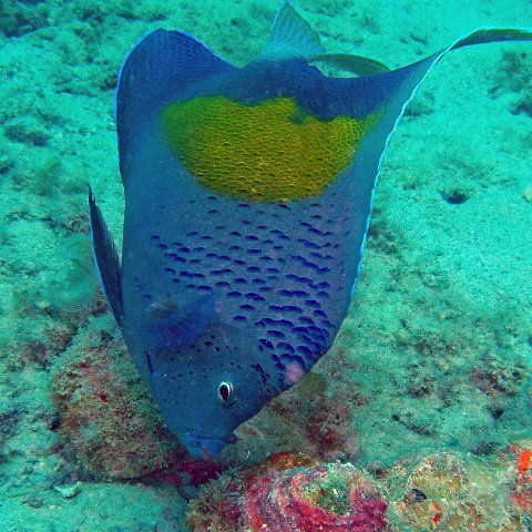 Angelfish 1