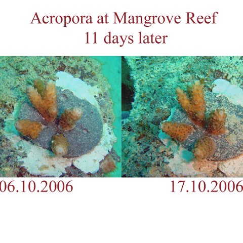 Aropora changes 11 days later