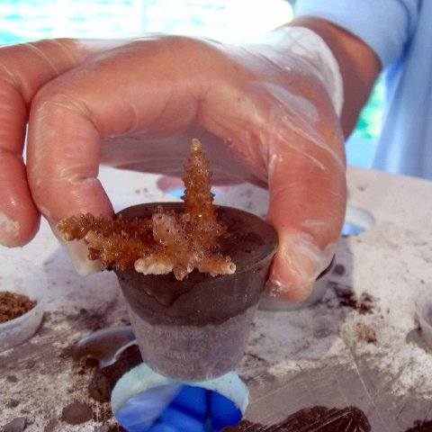 Corals been succesfully planted and Concrete has flashed, nor ready to go back into the Water 