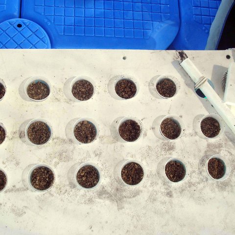 Cups filled with Sand ready for the Cement and the Corals