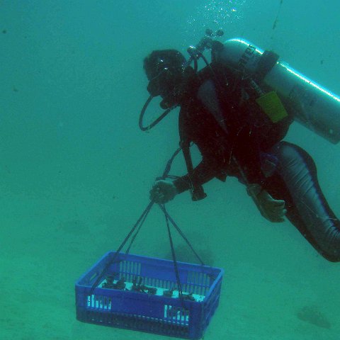 Diver is bringing the Corals to the Reffballs for plantation