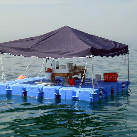 Floating Coral Table