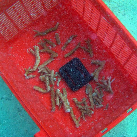 Fragments of Acropora in the Basked
