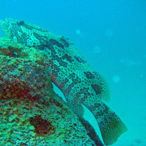 Grouper 1