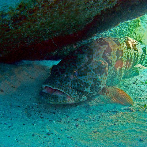 Grouper under an Ultra Ball