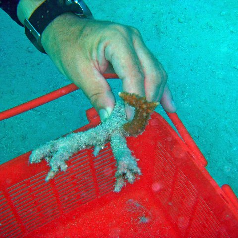 Imperiled Coral put into the Basked