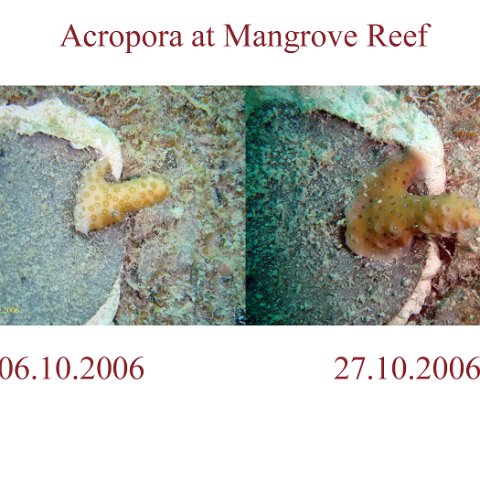 Mangrove Reef 27.10.2006 3