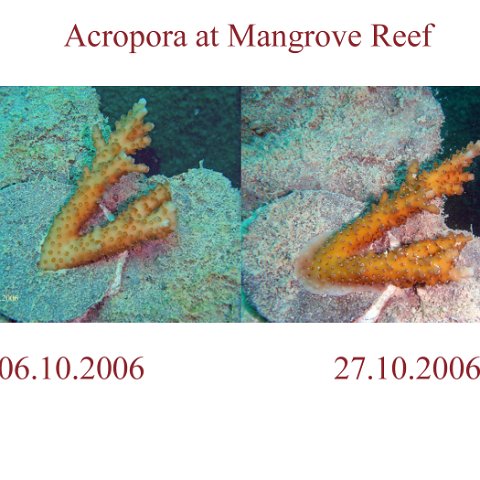 Mangrove Reef 27.10.2006 4