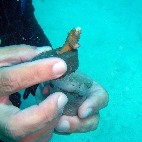 Popping up of a Coral Plug