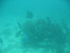 bottomsurveywork