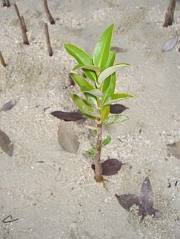 mangroveplantings