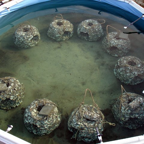 seasearchreefballsinpool_001 seasearchreefballsinpool_001