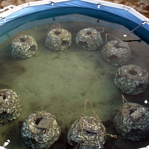 seasearchreefballsinpool_002 seasearchreefballsinpool_002