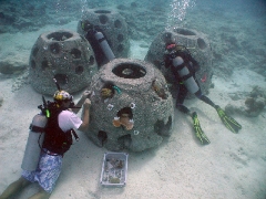 Planting Corals on a Reef Ball