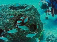 Researcher Monitoring Reef Ball