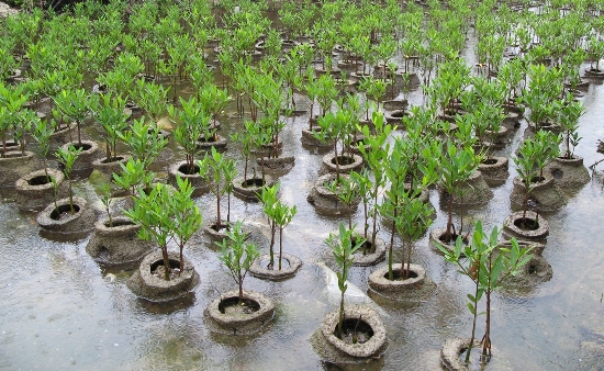 Mangroves In Reef Balls