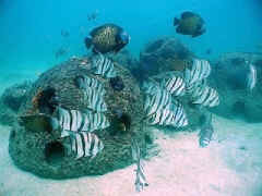 Fish on a Memorial Reef Ball
