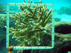 Coral Grown From Tiny Fragment