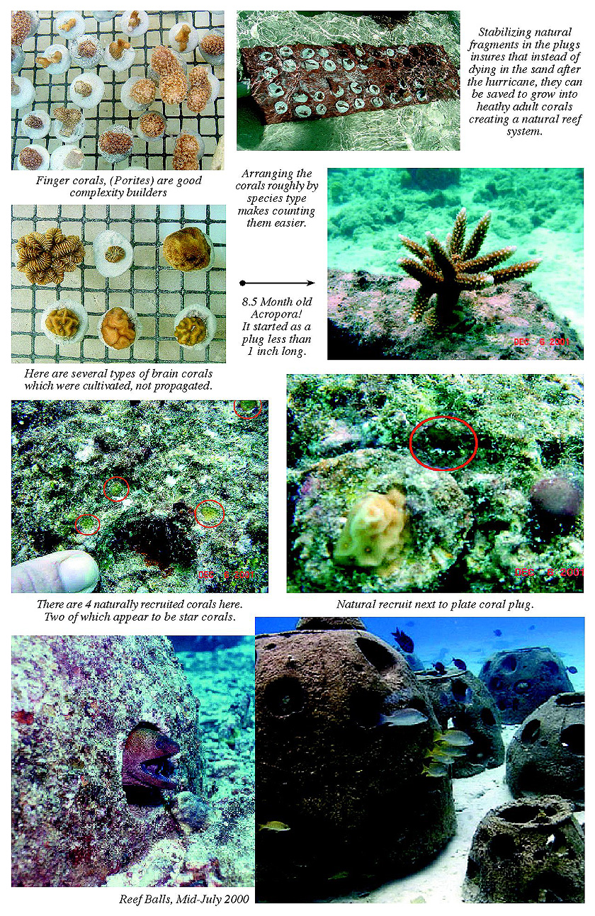 An updated inventory of sea slugs from Koh Tao, Thailand, with notes on  their ecology and a dramatic biodiversity increase for Thai waters