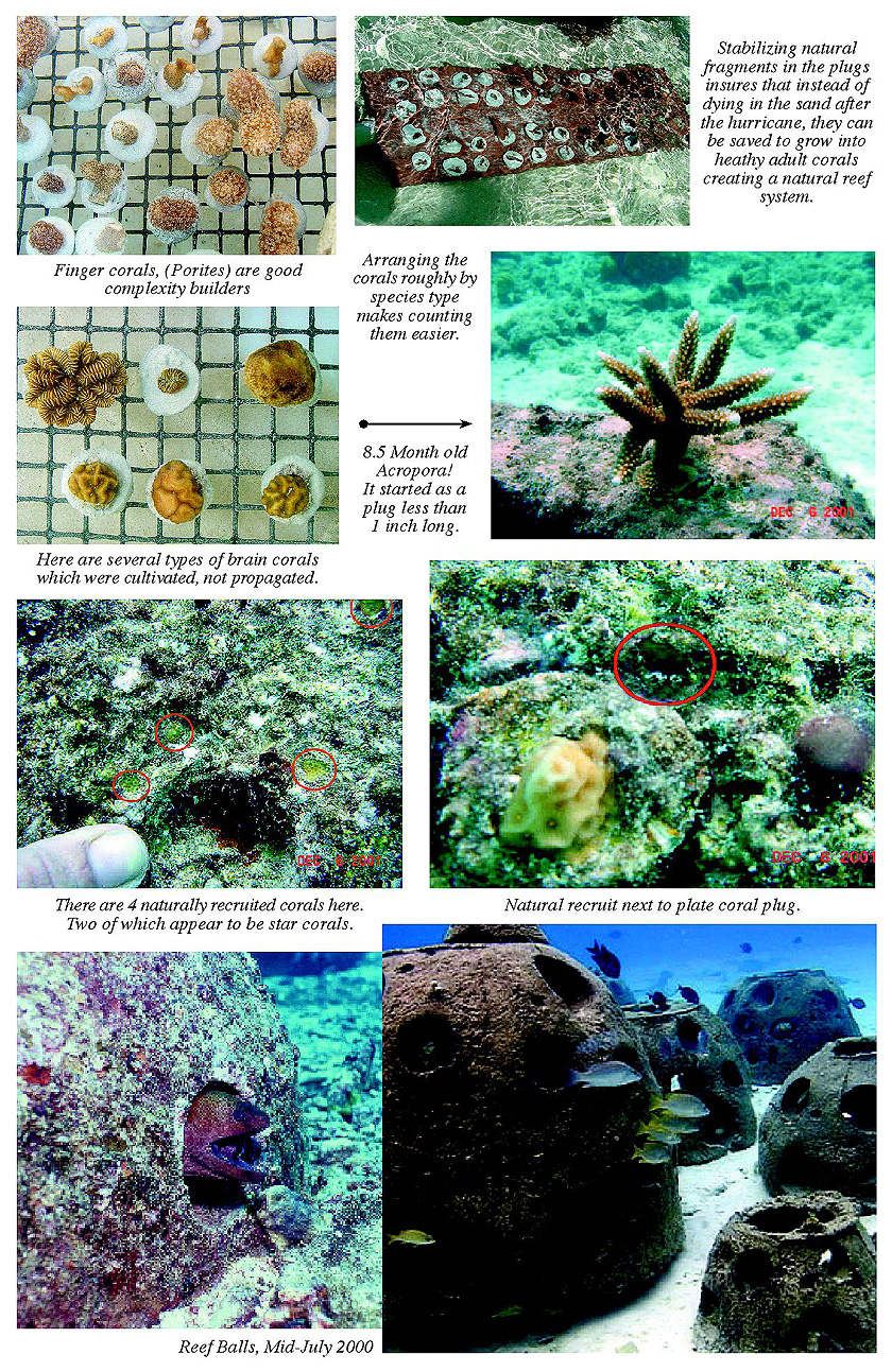 Aquarium Set-up: Top 5 Benefits of Artificial Corals