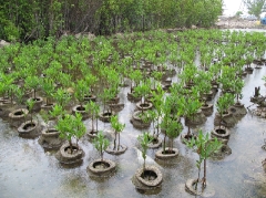 Red Mangroves