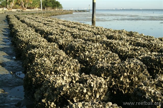 Barra De la Ostra De la Reef Ball