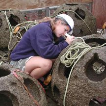 Memorial Stadium Oyster Reef Sanctuary Project Photos